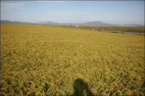 운하 옆 간척지 논. 